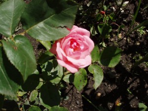 Trandafir splendid      